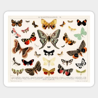 1894 Antique Butterfly Classification Illustration Sticker